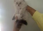 Cloé - Siberian Kitten For Sale - North Port, FL, US