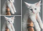 Whitey - Maine Coon Kitten For Sale - Guilderland, NY, US