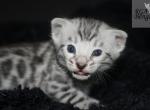Yellow - Bengal Kitten For Sale - Baldwin, MI, US