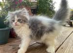 Blue Tabby BiColor - Persian Kitten For Sale - 