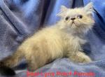 Seal Lynx Point Female - Himalayan Kitten For Sale - 