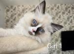 Ragdoll girl 1 - Ragdoll Kitten For Sale - IL, US
