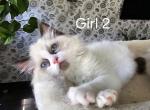 Ragdoll  girl 2 - Ragdoll Kitten For Sale - IL, US