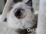 Ragdoll girl 3 - Ragdoll Kitten For Sale - IL, US