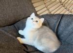 Lisa - British Shorthair Kitten For Sale - Vancouver, WA, US
