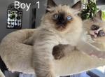 Ragdoll boy 1 - Ragdoll Kitten For Sale - IL, US
