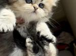 Milky - British Shorthair Kitten For Sale - 
