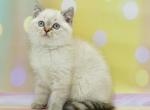 Furysa - British Shorthair Kitten For Sale - 