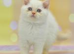 Denis - British Shorthair Kitten For Sale - 