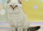 Drago - British Shorthair Kitten For Sale - 