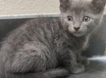 Gray short hair girl - Domestic Kitten For Adoption - Auburn, WA, US