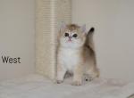 West - British Shorthair Kitten For Sale - Federal Way, WA, US