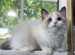R016 - Ragdoll Kitten For Sale - Temple City, CA, US
