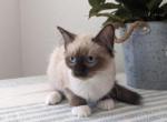 BELLA - Ragdoll Kitten For Sale - Sacramento, CA, US