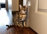 X & Z Litter - Bengal Kitten For Sale - 