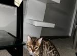 Bengal Girl Ivy - Bengal Kitten For Sale - 