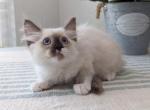 Charming - Ragdoll Kitten For Sale - Sacramento, CA, US