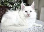 Prada - Maine Coon Kitten For Sale - Marlton, NJ, US