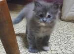 Litter D all Females - Maine Coon Cat For Sale - Boston, MA, US