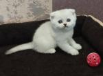 Molly - Scottish Fold Kitten For Sale - Brooklyn, NY, US