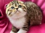 Yuliy - Scottish Fold Kitten For Sale - Brooklyn, NY, US