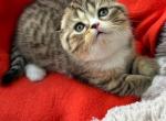 Yupi - Scottish Fold Kitten For Sale - Brooklyn, NY, US