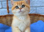 Zara - British Shorthair Kitten For Sale - Brooklyn, NY, US