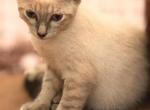 Blue Lynxpoint Boy - Siamese Kitten For Sale - Walterboro, SC, US