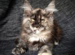 Helena - Maine Coon Kitten For Sale - Brooklyn, NY, US
