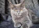 Ithaca - Maine Coon Kitten For Sale - Brooklyn, NY, US