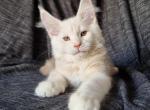 Jardin - Maine Coon Cat For Sale - Brooklyn, NY, US