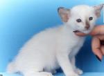 Sima - Oriental Kitten For Sale - Brooklyn, NY, US