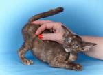 Sam - Oriental Kitten For Sale - Brooklyn, NY, US