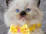 Bueatiful Ragdoll Boy TICA - Ragdoll Kitten For Sale - 