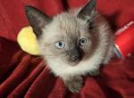 Siamese Seal Point 1 Female 2 Males - Siamese Kitten For Sale - 