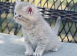 Lilac Scottish straight male - Scottish Straight Kitten For Sale - Spokane, WA, US