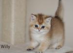 Willy - British Shorthair Kitten For Sale - Federal Way, WA, US
