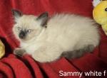 Hold Balinese Siamese Seal Point 1 F 1 M - Siamese Kitten For Sale - NY, US
