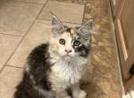 CFA reg mewtwo - Maine Coon Kitten For Sale - San Antonio, TX, US