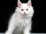 litter 4 blue eyes - Maine Coon Kitten For Sale - Las Vegas, NV, US