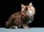 Odd eyes - Maine Coon Kitten For Sale - Las Vegas, NV, US