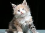 Blue eyes - Maine Coon Kitten For Sale - Las Vegas, NV, US