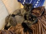 Bonded Neutered Twins - Persian Cat For Sale - Bangor, ME, US