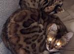 Bretta & Simba - Bengal Cat For Sale - Saint Paul, MN, US