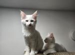 Caddie - Maine Coon Kitten For Sale - 