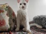 Hilton - Maine Coon Kitten For Sale - NY, US