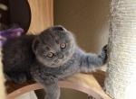 Blue color folded girl - Scottish Fold Kitten For Sale - Houston, TX, US