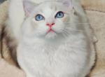 Jasper - Ragdoll Kitten For Sale - Los Angeles, CA, US