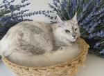 Silver - Maine Coon Kitten For Sale - Las Vegas, NV, US