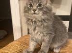Bella - Domestic Kitten For Sale - Berlin, CT, US